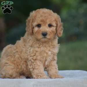 Venus, Cavapoo Puppy